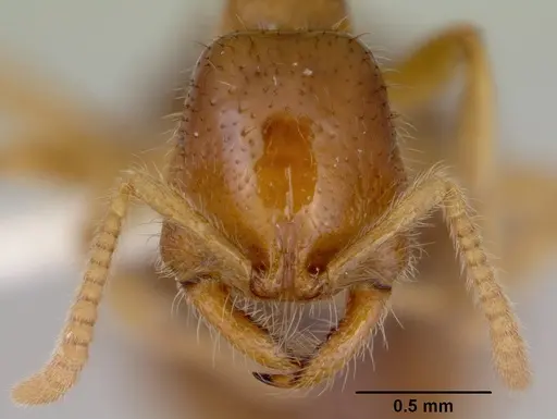 Onychomyrmex mjobergi specimen CASENT0172296 image casent0172296_2