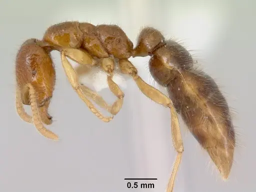 Onychomyrmex mjobergi specimen CASENT0172296 image casent0172296_3