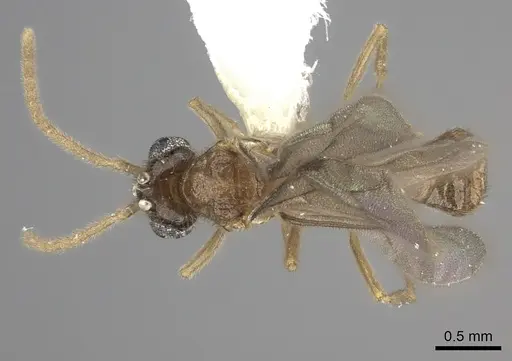 Onychomyrmex mjobergi specimen CASENT0260457 image casent0260457_1