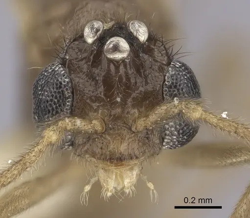 Onychomyrmex mjobergi specimen CASENT0260457 image casent0260457_2