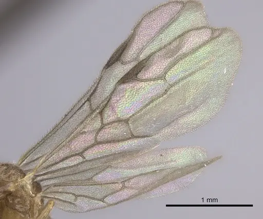 Onychomyrmex mjobergi specimen CASENT0260457 image casent0260457_4