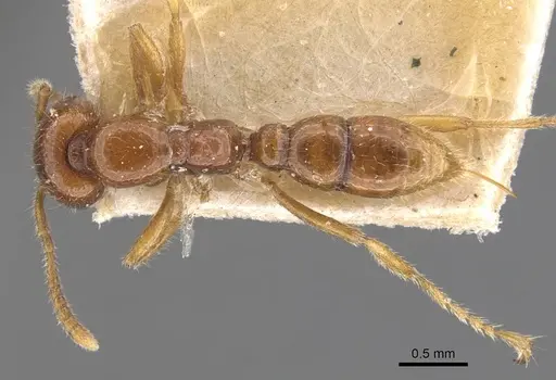 Onychomyrmex mjobergi specimen CASENT0907336 image casent0907336_1