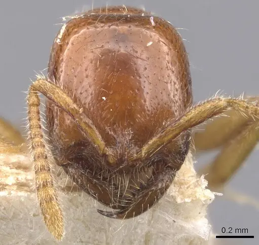 Onychomyrmex mjobergi specimen CASENT0907336 image casent0907336_2