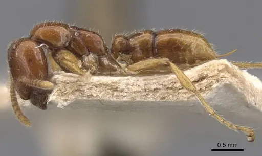 Onychomyrmex mjobergi specimen CASENT0907336 image casent0907336_3