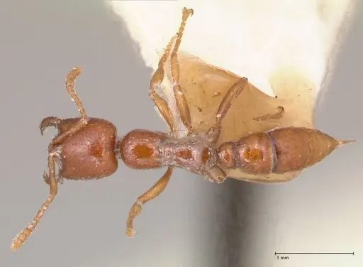 Onychomyrmex mjobergi specimen FOCOL0765 image focol0765_1