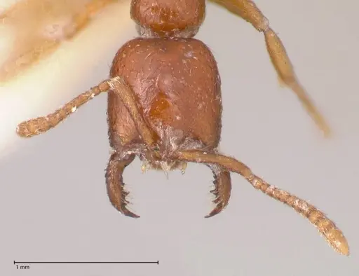 Onychomyrmex mjobergi specimen FOCOL0765 image focol0765_2