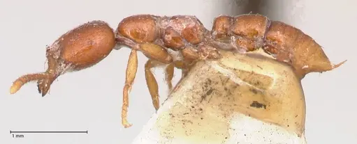 Onychomyrmex mjobergi specimen FOCOL0765 image focol0765_3