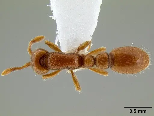 Ooceraea australis specimen CASENT0106146 image casent0106146_1