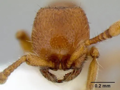 Ooceraea australis specimen CASENT0106146 image casent0106146_2