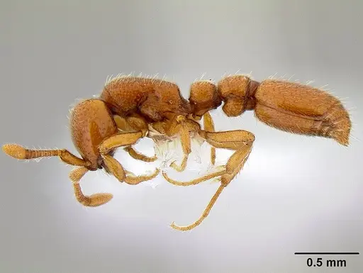 Ooceraea australis specimen CASENT0106146 image casent0106146_3