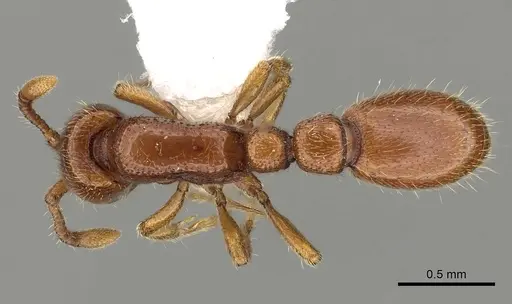Ooceraea australis specimen CASENT0249322 image casent0249322_1