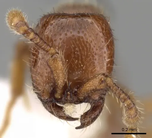 Ooceraea australis specimen CASENT0249322 image casent0249322_2