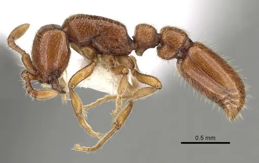 Ooceraea australis specimen CASENT0249322 image casent0249322_3