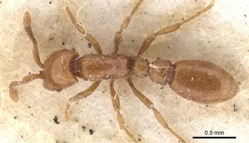 Ooceraea australis specimen CASENT0902745 image casent0902745_1