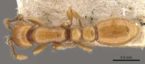 Ooceraea australis specimen CASENT0902746 image casent0902746_1