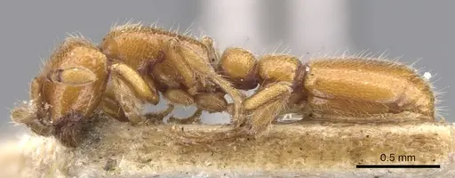 Ooceraea australis specimen CASENT0902746 image casent0902746_3