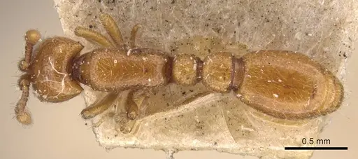 Ooceraea australis specimen CASENT0907057 image casent0907057_1