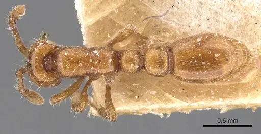 Ooceraea australis specimen CASENT0907058 image casent0907058_1