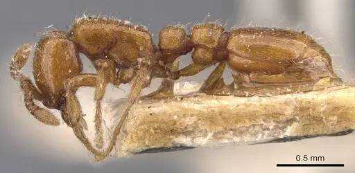 Ooceraea australis specimen CASENT0907058 image casent0907058_3