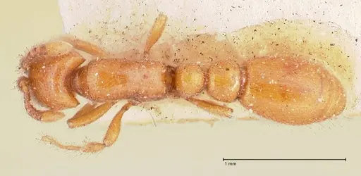 Ooceraea australis specimen FOCOL0803 image focol0803_1
