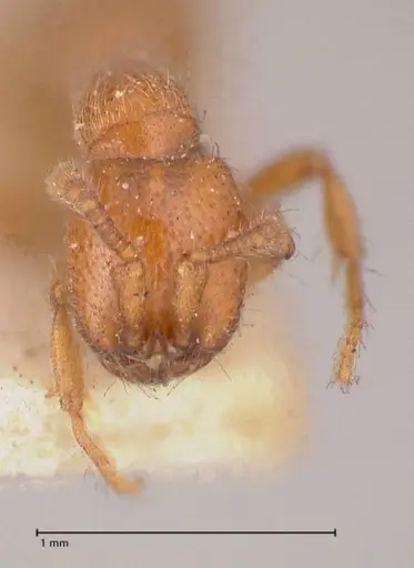 Ooceraea australis specimen FOCOL0803 image focol0803_2