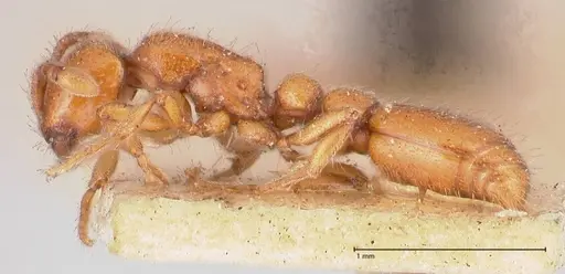 Ooceraea australis specimen FOCOL0803 image focol0803_3
