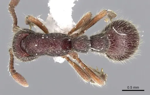 Ooceraea besucheti specimen CASENT0902721 image casent0902721_1