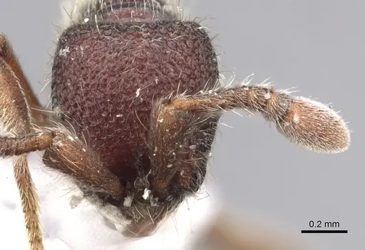 Ooceraea besucheti specimen CASENT0902721 image casent0902721_2