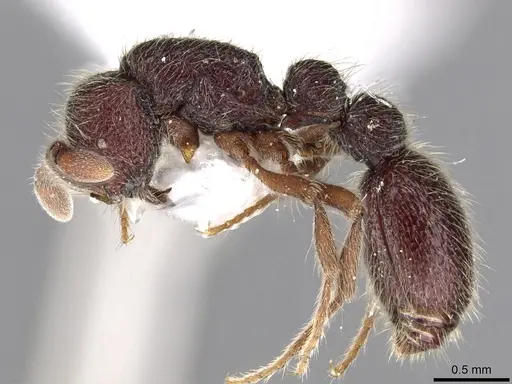 Ooceraea besucheti specimen CASENT0902721 image casent0902721_3