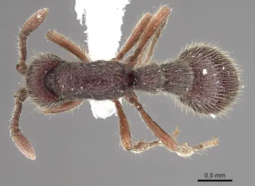 Ooceraea besucheti specimen CASENT0911143 image casent0911143_1