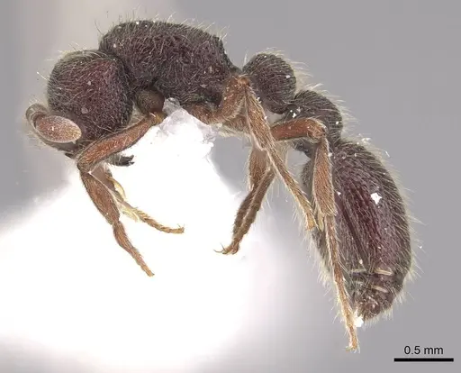 Ooceraea besucheti specimen CASENT0911143 image casent0911143_3