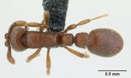 Ooceraea biroi specimen CASENT0055090 image casent0055090_1