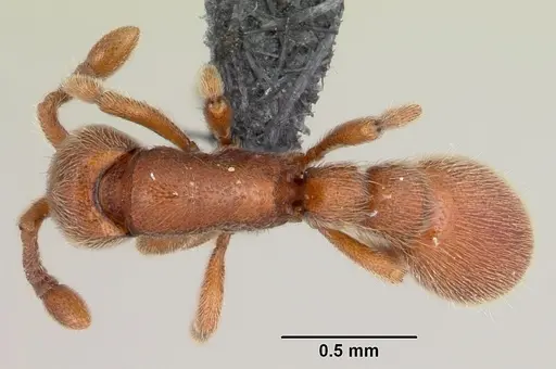 Ooceraea biroi specimen CASENT0059682 image casent0059682_1