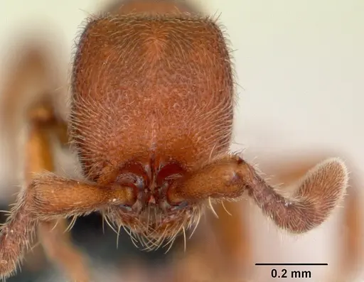 Ooceraea biroi specimen CASENT0059682 image casent0059682_2