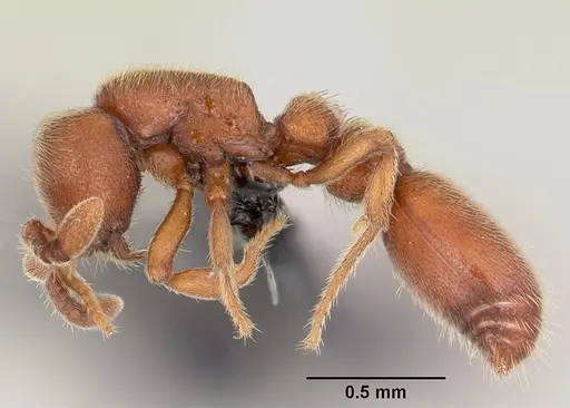Ooceraea biroi specimen CASENT0059682 image casent0059682_3