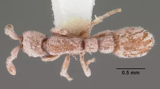 Ooceraea biroi specimen CASENT0102253 image casent0102253_1
