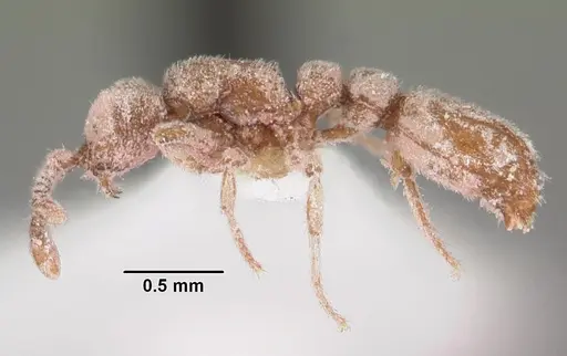 Ooceraea biroi specimen CASENT0102253 image casent0102253_3