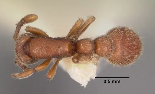 Ooceraea biroi specimen CASENT0102254 image casent0102254_1