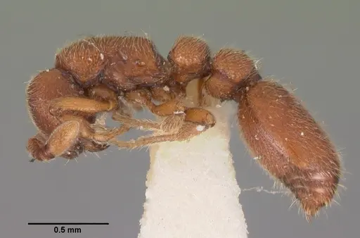 Ooceraea biroi specimen CASENT0102254 image casent0102254_3