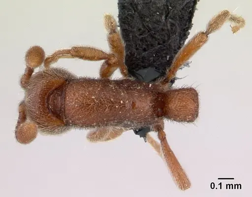Ooceraea biroi specimen CASENT0132569 image casent0132569_1