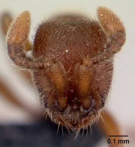 Ooceraea biroi specimen CASENT0132569 image casent0132569_2