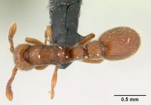 Ooceraea biroi specimen CASENT0133141 image casent0133141_1