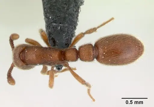 Ooceraea biroi specimen CASENT0133554 image casent0133554_1