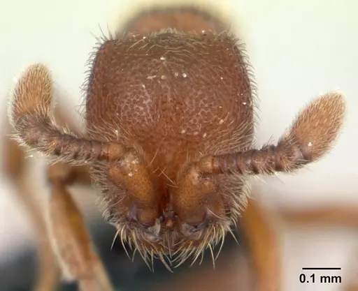Ooceraea biroi specimen CASENT0133554 image casent0133554_2