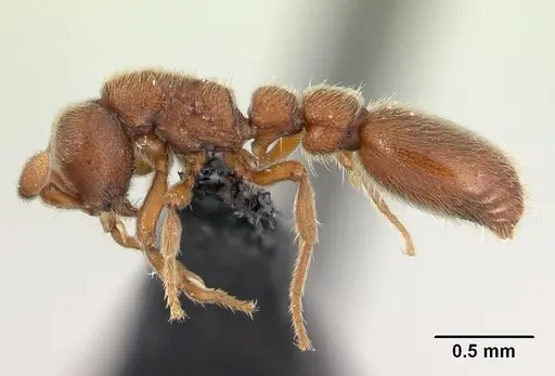 Ooceraea biroi specimen CASENT0133554 image casent0133554_3