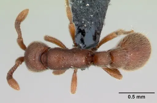 Ooceraea biroi specimen CASENT0135345 image casent0135345_1