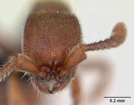 Ooceraea biroi specimen CASENT0135345 image casent0135345_2