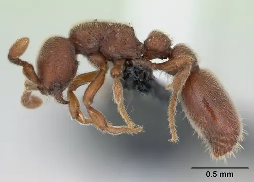 Ooceraea biroi specimen CASENT0135345 image casent0135345_3