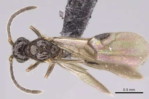 Ooceraea biroi specimen CASENT0160795 image casent0160795_1