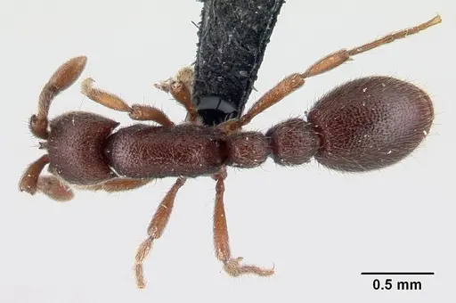 Ooceraea biroi specimen CASENT0161671 image casent0161671_1